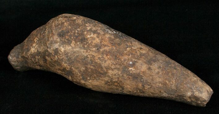 Large Fossil Sperm Whale Tooth - Georgia #5656